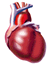 heartslow